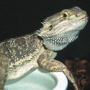 All Bearded Dragons - From $66.49 (Up to 30% off)