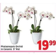 Phalaenopsis Orchid In Ceramic  - $19.99
