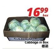 Cabbage In Box  - $16.99/box