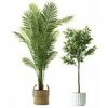 Spring Trees & Containers by Ashland - BOGO Free